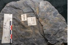 Foto (Detailansicht) von Casuarinites cretaceus Ettingshausen (NHMW-GEO-2024-0188-10236a)
